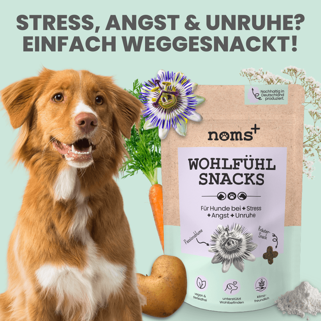 Wohlfühlsnacks für Hunde bei Stress, Angst & Unruhe
