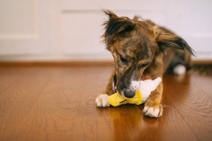 Hundespielzeug Soft Ice