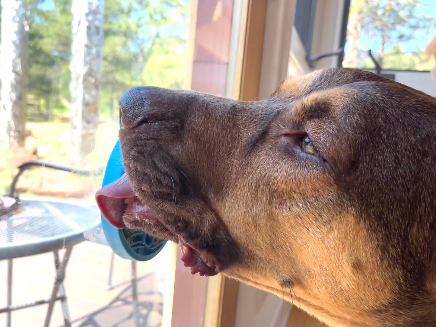 Leckmatte mit Saugnäpfen - Schildkröten