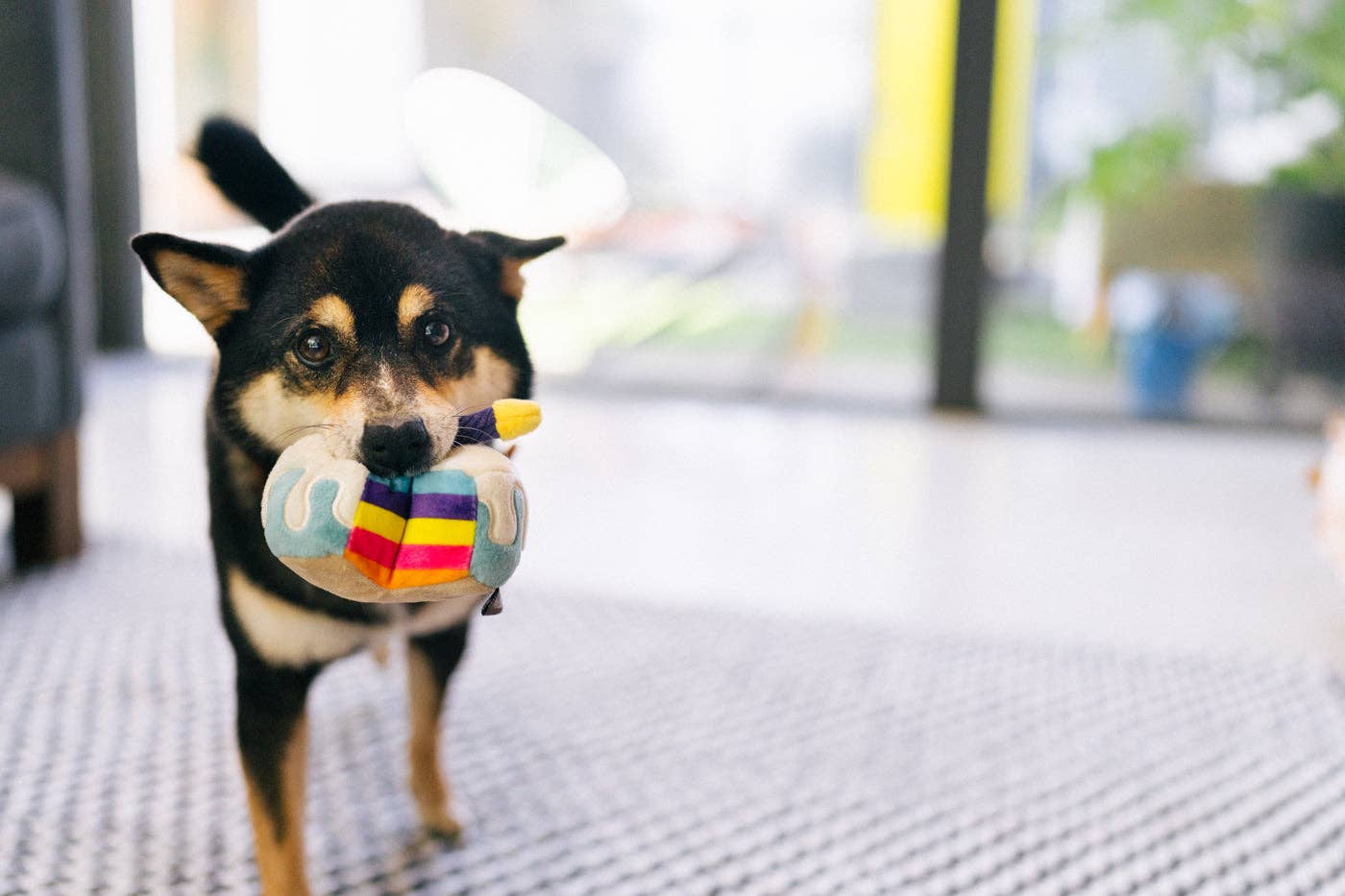 Hundespielzeug Bone-appetite Mini-Torte für kleine Hunde