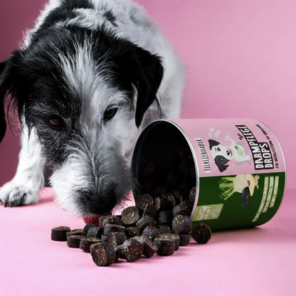 Gut Health Drops - Supplementary Snack for Dogs