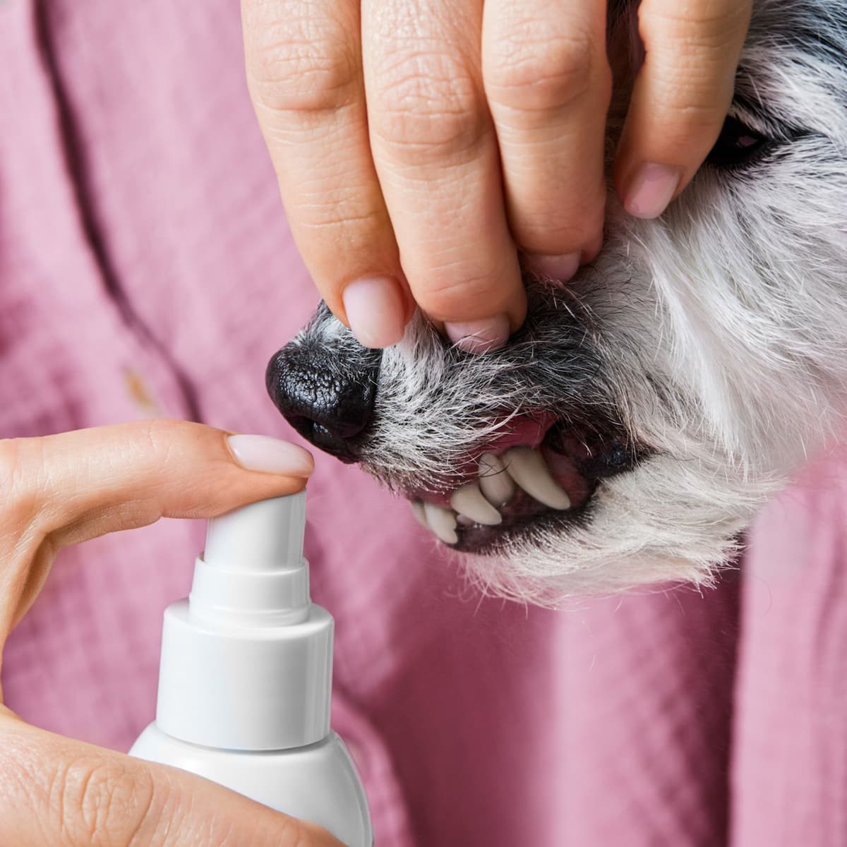Dentalspray für Hunde & Katzen