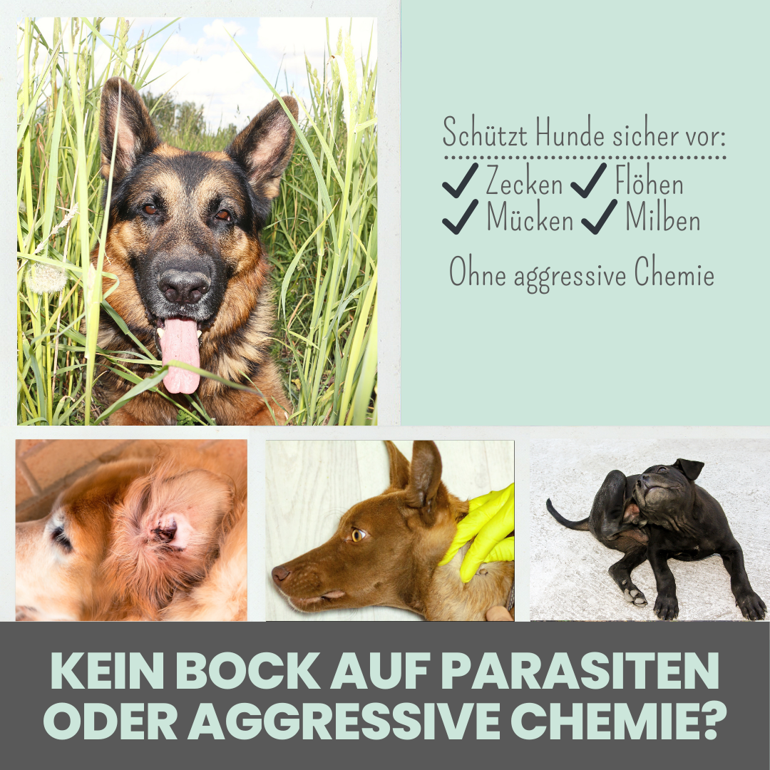 'Zpray' Zeckenspray für Hunde gegen Zecken, Flöhe, Milben & Mücken