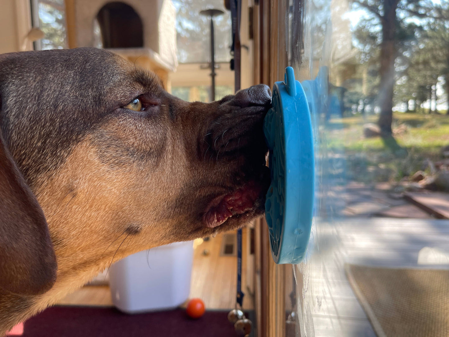 Leckmatte mit Saugnäpfen - Schildkröten