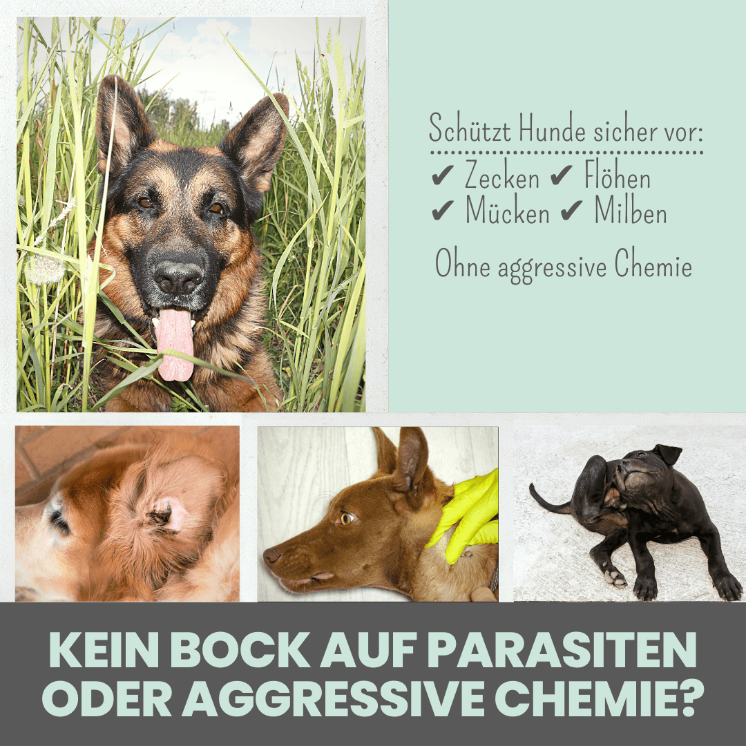 Zpot-on für Hunde gegen Zecken, Flöhe, Milben & Mücken