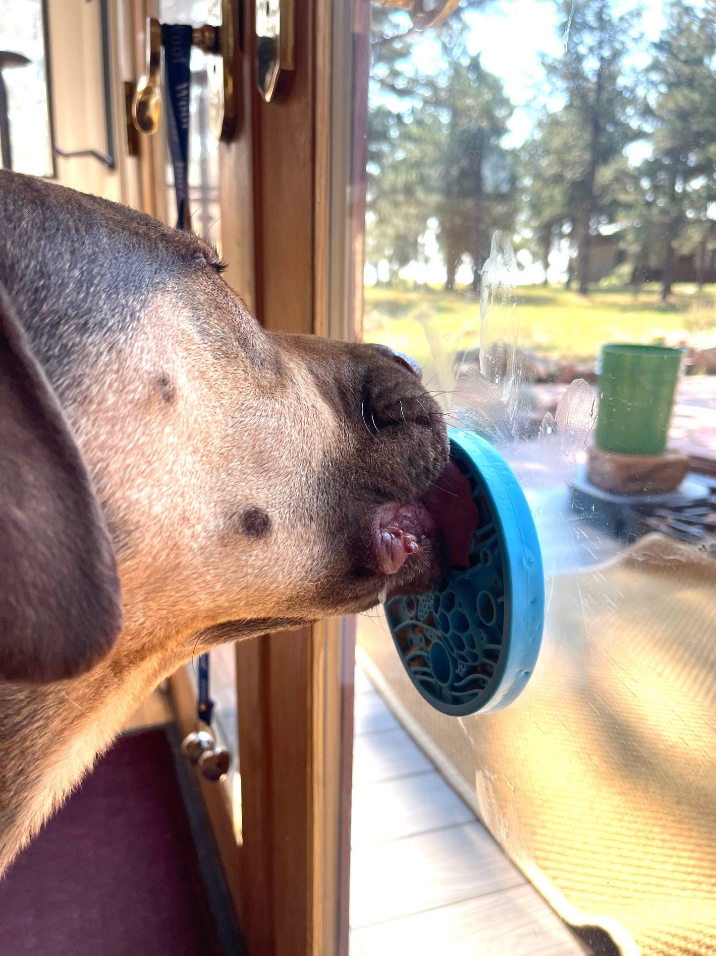 Leckmatte mit Saugnäpfen - Schildkröten