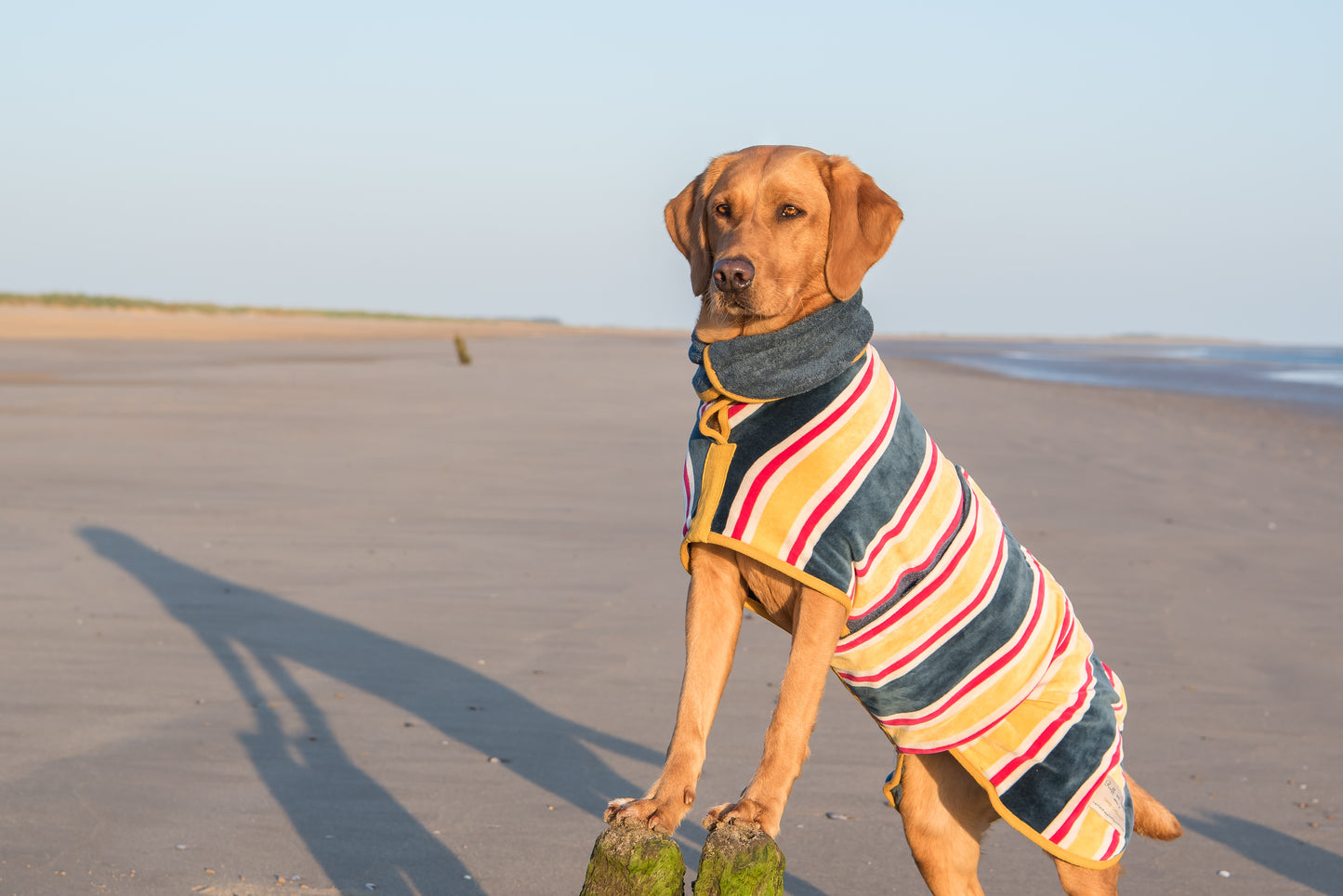 Dog Bathrobe Beach