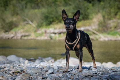 Dog's Fun Run Harness - Black