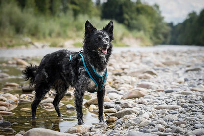 Dog's Fun Run Harness - Black