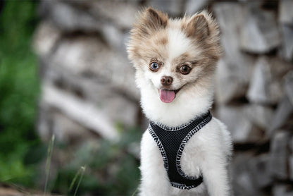 Dog's Fun Run Harness - Black